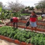 Aos 29 anos, ONG Chapada mantém viva sua missão em defesa da agroecologia no Semiárido